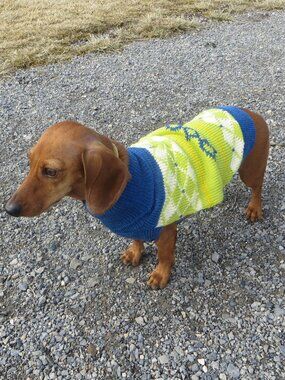 NWT size SMALL dog NEW sweater WORLD MARKET knit pet bright lime green blue warm